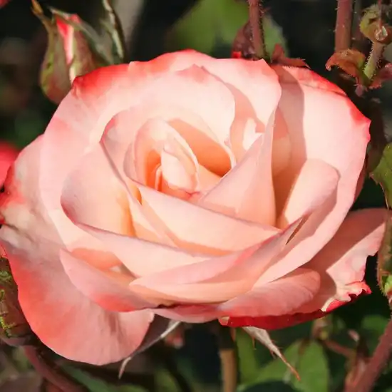 120-130 cm - Trandafiri - Auf die Freundschaft ® - 